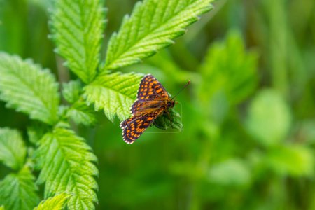 La bruyère papillon fritillaire Melitaea athalia. Beau papillon fritillaire sur prairie.