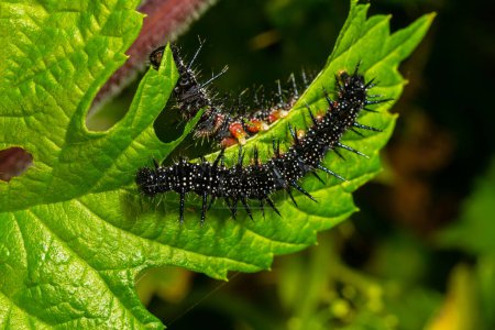 caterpillars of a European peacock butterfly on green leaves they feed on.
