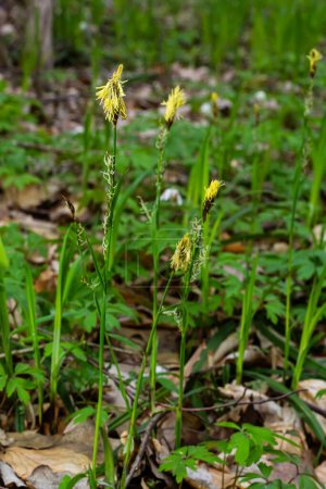 Heckenrose blüht in der Natur im Frühling. Carex pilosa. Familie der Cyperaceae.