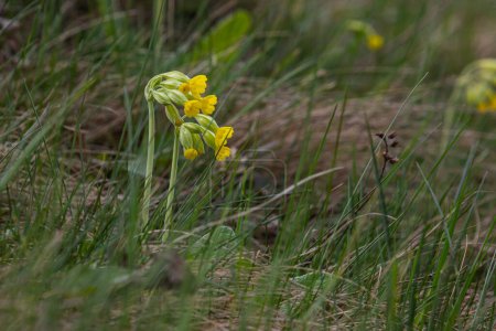 Amarillo Primula veris cowslip, cowslip común, cowslip primrose sobre fondo verde suave.Enfoque selectivo.