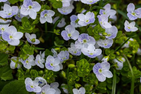 Photo for Summer background with blue flowers veronica chamaedrys. Blue flower bloom on green grass, spring background. - Royalty Free Image