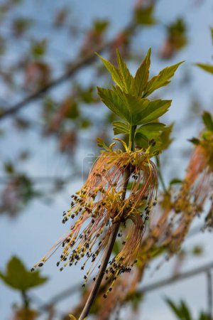 El arce de hojas de fresno Acer flores negundo a principios de primavera, día soleado y el medio ambiente natural, fondo borroso.