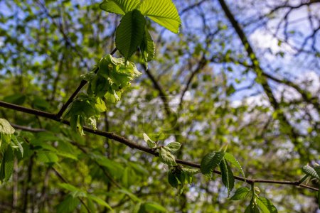 Hornbeam leaf in the sun. Hornbeam tree branch with fresh green leaves. Beautiful green natural background. Spring leaves.