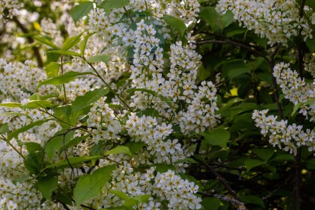 The blossoming bird cherry branch against the background of the blue sky. Spring. Macro. Flower vegetable background horizontally. Prunus padus.