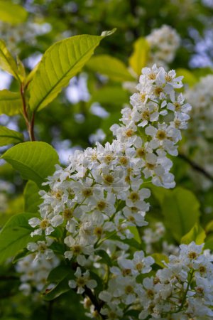 Bird cherry in bloom, spring nature background. White flowers on green branches. Prunus padus, known as hackberry, hagberry, or Mayday tree, is a flowering plant in the rose family Rosaceae.