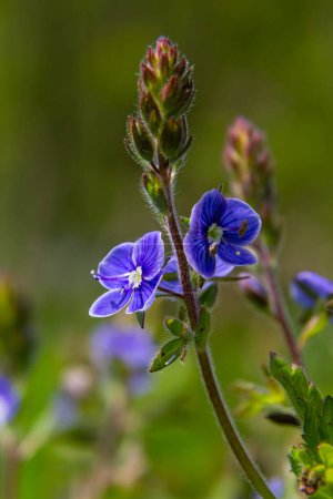 Foto de Primer plano de las flores azules de Germander Speedwell, Veronica Chamaedrys creciendo en primavera en un prado, día soleado, entorno natural. - Imagen libre de derechos