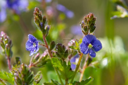 Nahaufnahme von den strahlend blauen Blüten des deutschen Speedwell, Veronica chamaedrys, die im Frühling auf einer Wiese wachsen, sonniger Tag, natürliche Umgebung.