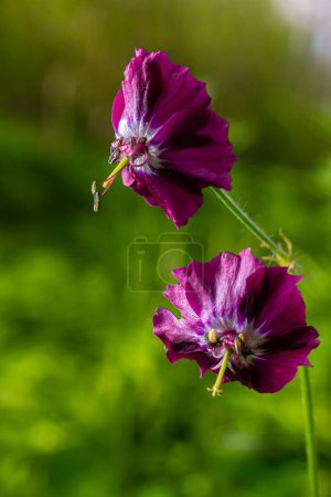 Dark purple dusky flowers in the garden, selective focus with green bokeh background - Geranium faeum.