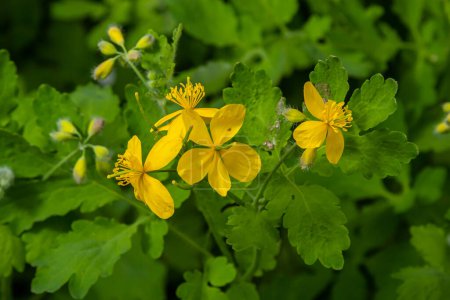 Macro photo of natural yellow flowers of celandine. Background blooming flowers plant celandine.