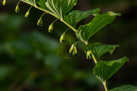 Polygonatum multiflorum es una especie de planta fanerógama perteneciente a la familia Asparagaceae..