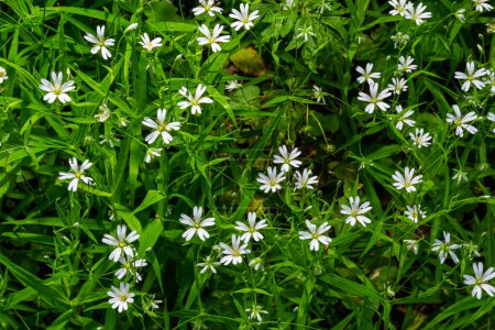 Stellaria holostea. zarte Waldblumen des Vogelmieres, Stellaria holostea oder Echte Sternmiere. Floraler Hintergrund. weiße Blüten auf einem natürlichen grünen Hintergrund. Blumen im Frühlingswald.