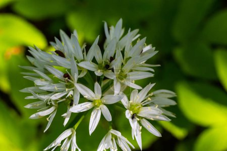 Photo for Beautiful blooming white flowers of ramson - wild garlic Allium ursinum plant in homemade garden. Close-up. Organic farming, healthy food, BIO viands, back to nature concept. - Royalty Free Image