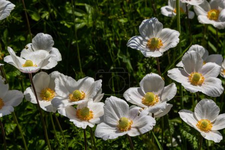 White spring flowers in green grass lawn. White anemone flowers. Anemone sylvestris, snowdrop anemone, windflower.