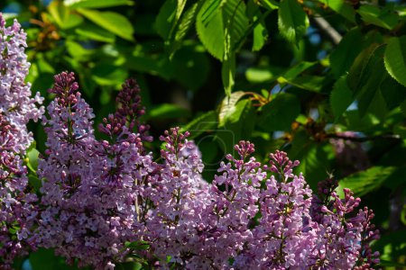 Téléchargez les photos : Arbuste lilas violet fleurit au printemps. Beau fond d'écran nature florale dans le jardin vert. - en image libre de droit