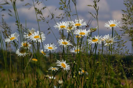 Wilde Gänseblümchen blühen auf der Wiese, weiße Kamillen. Oxeye daisy, Leucanthemum vulgare, Gänseblümchen, Dox-eye, Gänseblümchen, Dog daisy, Gartenkonzept.