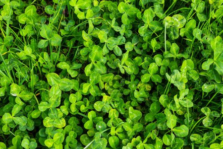 Four-leaf clover between three-leaf clovers. Green nature background. Four-leaf clover for a good luck. Special found. Rare found in the meadow. Green field covered by trifolium leaves with shamrock.