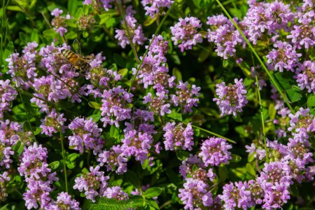 Thymus serpyllum parfumé en fleurs, thym sauvage de Breckland, thym rampant ou thym d'elfe gros plan, macro photo. Belle nourriture et plante médicinale dans le champ dans la journée ensoleillée.