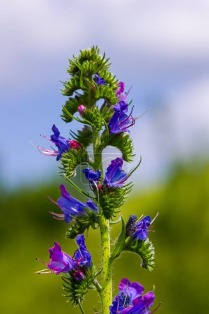 Viper's bugloss or blueweed Echium vulgare flowering in meadow on the natural green blue background. Macro. Selective focus. Front view.
