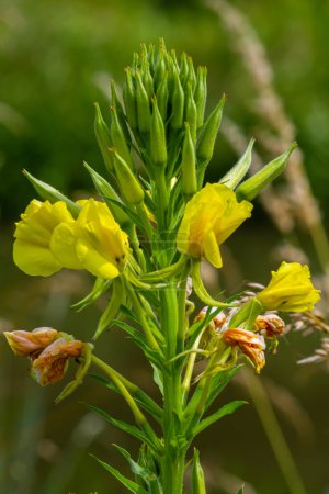 Gelbe Nachtkerze Oenothera biennis, Arzneipflanze für Kosmetik, Hautpflege und Ekzeme.