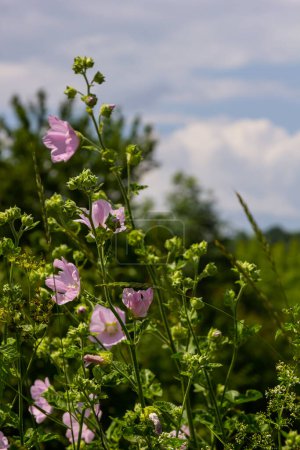 Flor de primer plano de Malva alcea almizcle mayor, corte de hoja, verbena o malva hollyhock, sobre fondo de hierba verde borrosa suave.