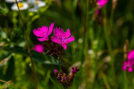 Close up small pink wildflower blossoms and stem, specifically Deptford Pink Dianthus armeria, with a meadow out of focus in the background.