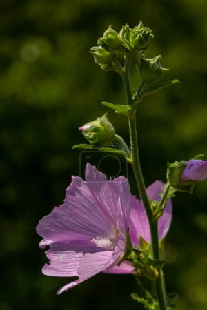 Flower close-up of Malva alcea greater musk, cut leaved, vervain or hollyhock mallow, on soft blurry green grass background.