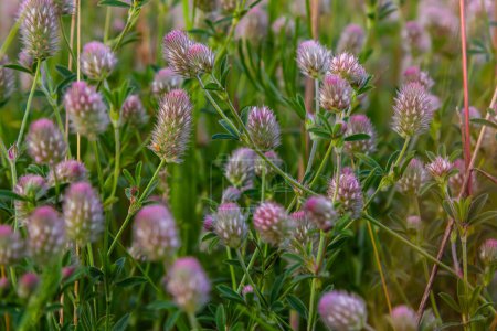Trifolium arvense closeup. Fluffy clover in a meadow. Summer flora growing in the field. Colorful bright plants. Selective focus on the details, blurred background.