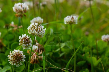 Clover ou fleur de trèfle, fermer. Trifolium Repens ou trèfle blanc fleurit avec trois feuilles de folioles. Le trèfle hollandais est une plante herbacée, rampante, à fleurs, trifoliée de la famille des Fabaceae..