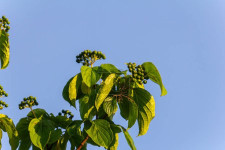 Dogwood berries - Cornus sanguinea Calcareous scrub bush.
