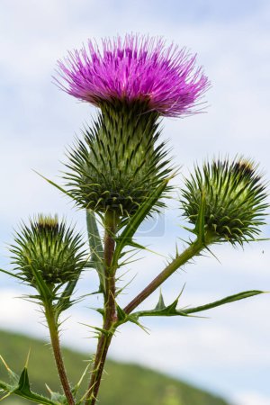 Vertical closeup on a colorful purple spear-thistle flower, Cirsium vulgare.