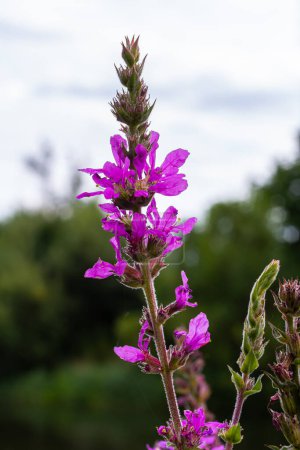 Foto de Flojedad púrpura Lythrum salicaria inflorescencia. Espiga de la flor de la planta en la familia Lythraceae, asociada con hábitats húmedos. - Imagen libre de derechos