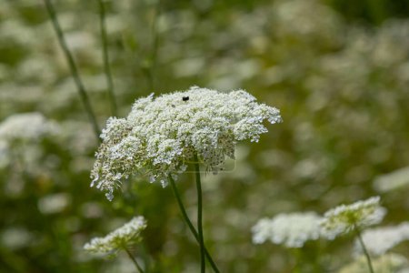 Daucus carota known as wild carrot blooming plant.