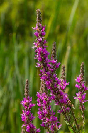 Foto de Flojedad púrpura Lythrum salicaria inflorescencia. Espiga de la flor de la planta en la familia Lythraceae, asociada con hábitats húmedos. - Imagen libre de derechos