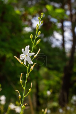 Fleurs blanches et jaunes fragiles d'Anthericum ramosum, en forme d'étoile, poussant dans une prairie sauvage, fond vert flou, couleurs chaudes, journée d'été brillante et ensoleillée.