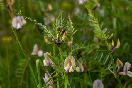 A large yellow vetch or big flower vetch. Vicia grandiflora. Wild plant shot in the spring.