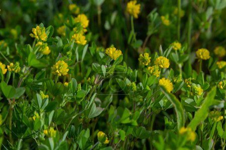 Photo for Trifolium campestre or hop trefoil flower, close up. Yellow or golden clover with green leaves. Wild or field clover is herbaceous, annual and flowering plant in the bean or legume family Fabaceae. - Royalty Free Image