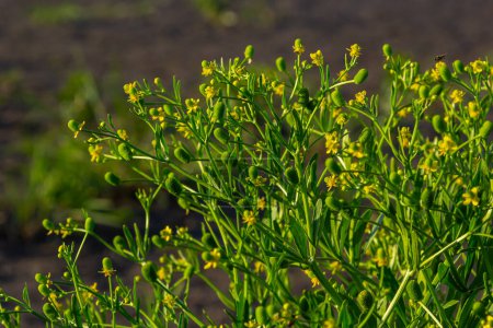 Ranunculus sceleratus, Sellerieblättrige Ranunkelblüte, Ranunculaceae. Wildpflanze im Frühjahr fotografiert.