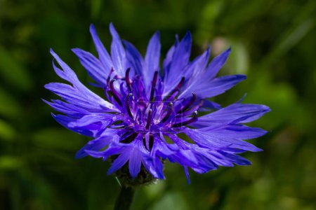 the blue cornflower centaurea cyanus is an edible plant.