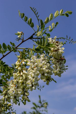 Abundante rama de acacia floreciente de Robinia pseudoacacia, falsa acacia, primer plano de langosta negra. Fuente de néctar para la miel tierna pero fragante. Flor de árbol de langosta - Robinia pseudoacacia.