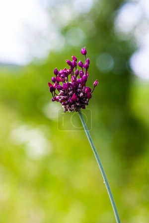 Flower of a sand leek or rocambole Allium scorodoprasum, a wild onion species in Europe.