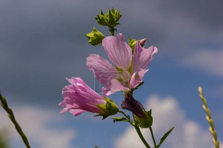Flower close-up of Malva alcea greater musk, cut leaved, vervain or hollyhock mallow, on soft blurry green grass background.
