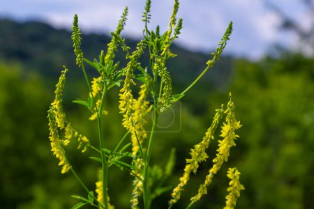 Flowers of Melilotus officinalis is on bright summer background. Blurred background of yellow - green. Shallow depth of field.