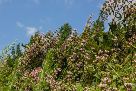 Phlomis Phlomoides tuberosa Wildblumen auf hellgrünem Hintergrund. Dunkelrote Stängel mit lila-rosa Blüten und zerknitterten behaarten Blättern.