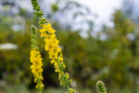 Photo for Summer in the wild among wild grasses is blooming agrimonia eupatoria. - Royalty Free Image