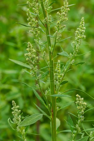 Photo for Chenopodium album, edible plant, common names include lamb's quarters, melde, goosefoot, white goosefoot, wild spinach, bathua and fat-hen. - Royalty Free Image