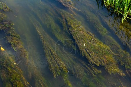 Plantas de agua en el río - Pondweed - Potamogeton natans.
