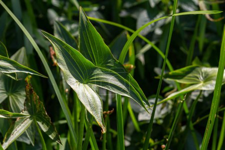 Foto de Planta llamada punta de flecha común, Sagittaria sagittifolia, - Imagen libre de derechos