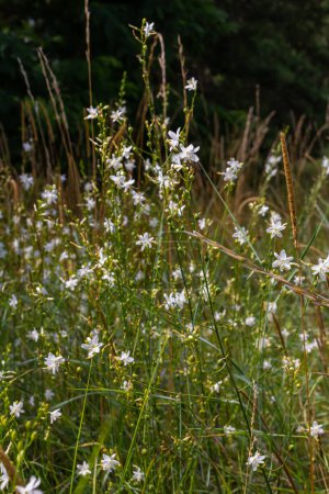 Frágiles flores blancas y amarillas de Anthericum ramosum, en forma de estrella, que crecen en un prado en la naturaleza, fondo verde borroso, colores cálidos, día de verano brillante y soleado.