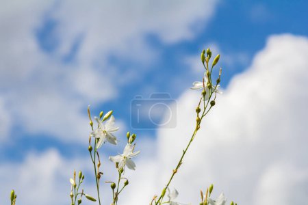 Photo for Fragile white and yellow flowers of Anthericum ramosum, star-shaped, growing in a meadow in the wild, blurred green background, warm colors, bright and sunny summer day. - Royalty Free Image
