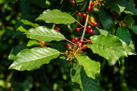 Téléchargez les photos : Branches de Frangula alnus avec des baies noires et rouges. Fruits de Frangula alnus
. - en image libre de droit